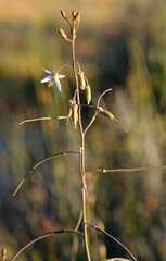 Heliophila cornuta squamata