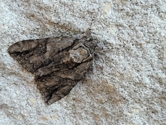 Lepidoptera