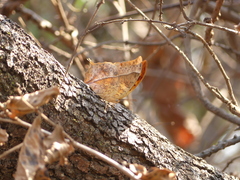 Charaxes varanes