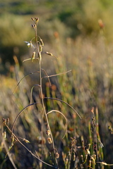 Heliophila cornuta squamata