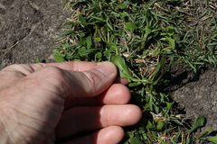 Sphaeromorphaea australis