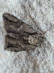 Lepidoptera