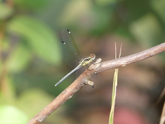 Hemistigma albipunctum