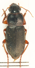 Harpalus griseus