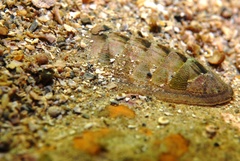 Ischnochiton contractus