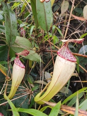 Nepenthes macfarlanei