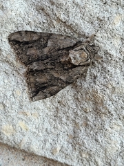 Lepidoptera