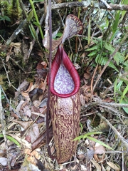Nepenthes macfarlanei