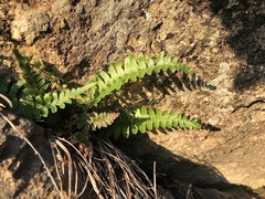 Blechnum hastatum