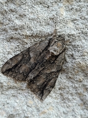 Lepidoptera