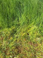 Scheuchzeria palustris