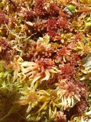 Sphagnum rubellum