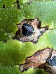 Phyllosticta ampelicida