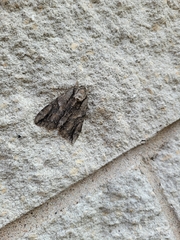 Lepidoptera