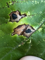 Phyllosticta ampelicida