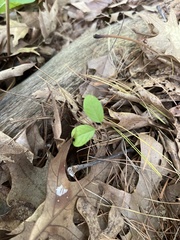 Polygaloides paucifolia