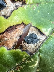 Phyllosticta ampelicida