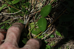 Podolobium scandens