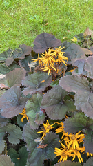 Ligularia