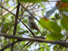 Cercotrichas leucophrys