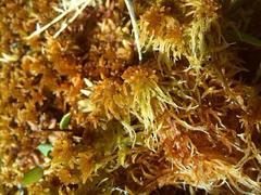 Sphagnum fuscum