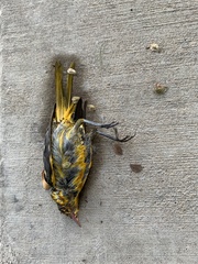 Icterus bullockii