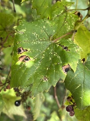 Phyllosticta ampelicida