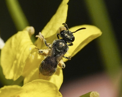 Dialictus
