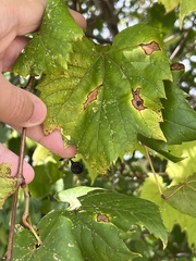 Phyllosticta ampelicida