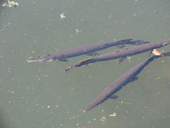 Lepisosteus platostomus