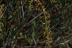 Stackhousia viminea