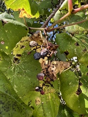 Phyllosticta ampelicida