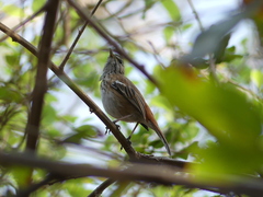 Cercotrichas leucophrys