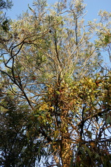 Acacia uncifolia