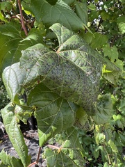 Phyllosticta ampelicida