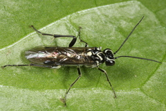 Pachyprotasis rapae