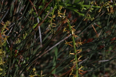 Stackhousia viminea