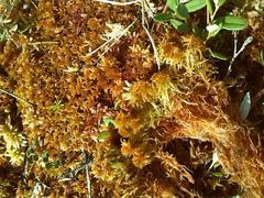 Sphagnum fuscum