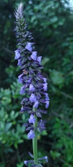 Salvia lavanduloides