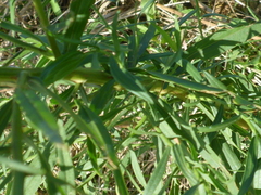 Euthamia caroliniana