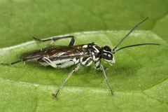 Pachyprotasis rapae