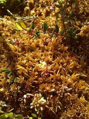 Sphagnum fuscum