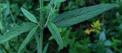 Salvia lavanduloides