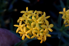 Lasiosiphon capitatus