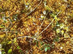 Sphagnum fuscum