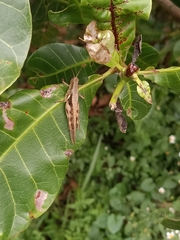 Stenocatantops cornelii