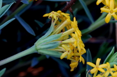 Lasiosiphon capitatus