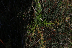 Stackhousia viminea