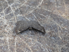Pyrginae