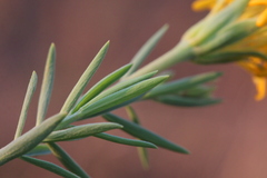 Lasiosiphon capitatus